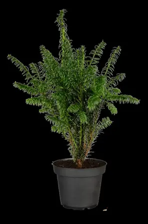 Taxus media 'Rising Star' - SOLITAIR 140-160 CM RB - image 1
