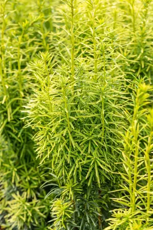 Taxus media 'Stefania'? - 60 CM RB - image 4