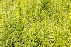 Taxus media 'Stefania'? - 60 CM RB - image 3