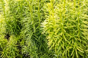 Taxus media 'Stefania'? - 60 CM RB - image 5