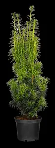 Taxus media 'Stefania'? - 60 CM RB - image 2