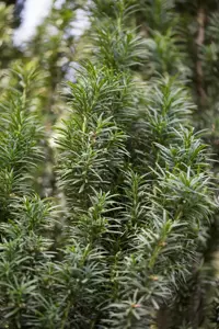 Taxus media 'Strait Hedge' - 125-150 CM C25 - image 2