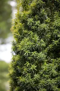 Taxus media 'Stricta Viridis'