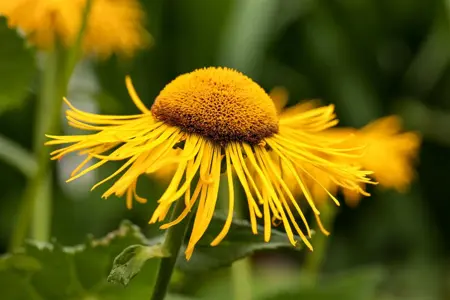 Telekia speciosa - P9
