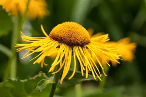 Telekia speciosa - P9