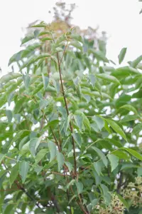 Tetradium daniellii - 80-100 CM RB - image 2