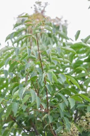 Tetradium daniellii - MULTISTEM 250-300 CM RB - image 2