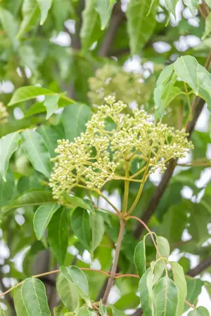 Tetradium daniellii - STD 6-8 CM C20 - image 5