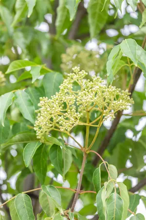 Tetradium daniellii - 60-80 CM C12 - image 5