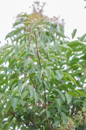 Tetradium daniellii - MULTISTEM 175-200 CM C90 - image 2