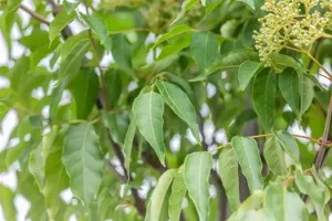 Tetradium daniellii - STDS 6-8 CM RB - image 4
