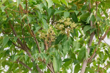 Tetradium daniellii - MULTISTEM 400-450 CM RB - image 1