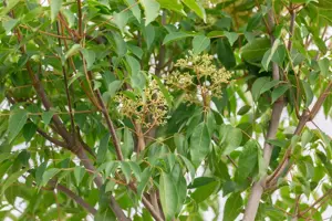 Tetradium daniellii - STD 6-8 CM C20 - image 1