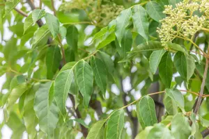 Tetradium daniellii - STD 10-12 CM C35 - image 3