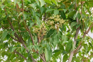 Tetradium daniellii - 60-80 CM C12 - image 1