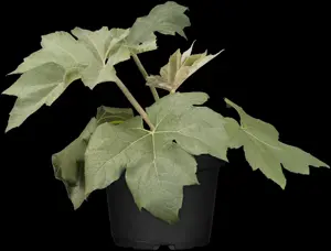 Tetrapanax papyrifer 'Rex'