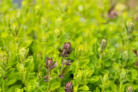 Teucrium chamaedrys - P9 - image 2
