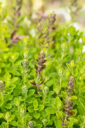 Teucrium chamaedrys 'Album' - 1.5 Ltr pot - image 1