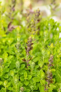 Teucrium chamaedrys 'Album'