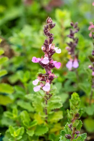Teucrium chamaedrys 'Album' - PLUG/CELGROWN 100 CEL TRAY - image 4