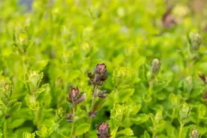 Teucrium chamaedrys 'Album' - 1.5 Ltr pot - image 2