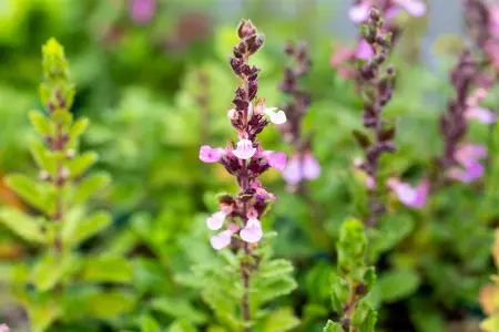 Teucrium chamaedrys 'Album' - PLUG/CELGROWN 100 CEL TRAY - image 3