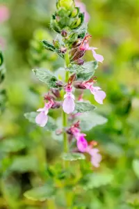 Teucrium chamaedrys 'Nanum' - P9 - image 2
