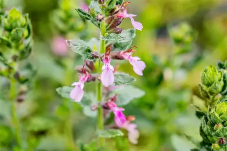 Teucrium chamaedrys 'Nanum' - P9 - image 1