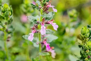 Teucrium chamaedrys 'Nanum' - PLUG/CELGROWN 100 CEL TRAY - image 2