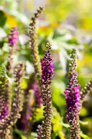 Teucrium hyrcanicum - P9 - image 5