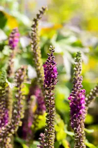 Teucrium hyrcanicum - P9 - image 5