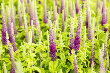 Teucrium hyrcanicum - P9 - image 3