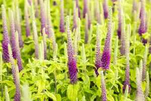 Teucrium hyrcanicum - P9 - image 3