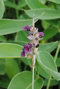 Thalia dealbata - P9