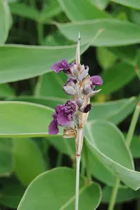 Thalia dealbata - 17 cm aquatic basket