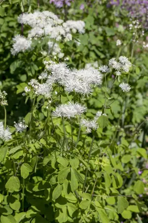 Thalictrum aquilegifolium - P9 - image 1