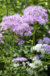 Thalictrum aquilegifolium - P9 - image 3