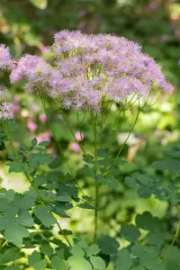Thalictrum aquilegifolium - P9 - image 4