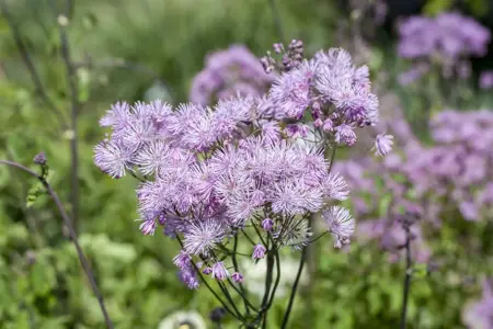 Thalictrum aquilegifolium - P9 - image 2
