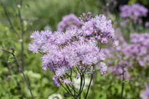 Thalictrum aquilegifolium - P9 - image 2