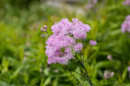 Thalictrum aquilegifolium - P9 - image 5