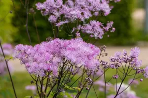 Thalictrum 'Black Stockings'