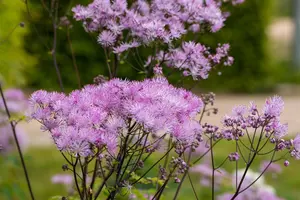 Thalictrum 'Black Stockings' - 3 Ltr pot