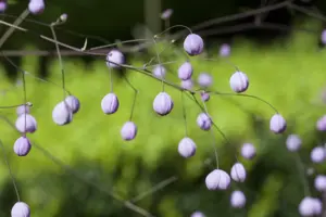 Thalictrum delavayi