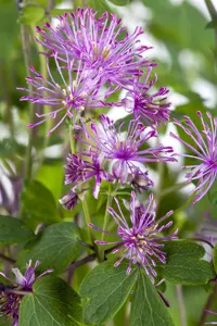 Thalictrum 'Purplelicious'