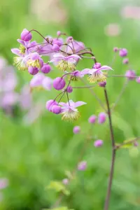 Thalictrum rochebrunianum