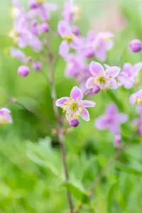 Thalictrum rochebrunianum - 2 Ltr pot - image 5