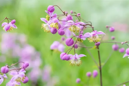 Thalictrum rochebrunianum - 2 Ltr pot - image 2