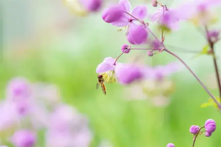 Thalictrum rochebrunianum - 2 Ltr pot - image 3