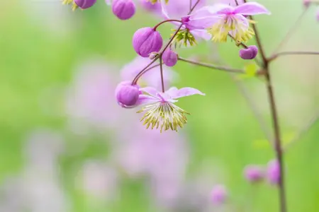 Thalictrum rochebrunianum - 2 Ltr pot - image 4